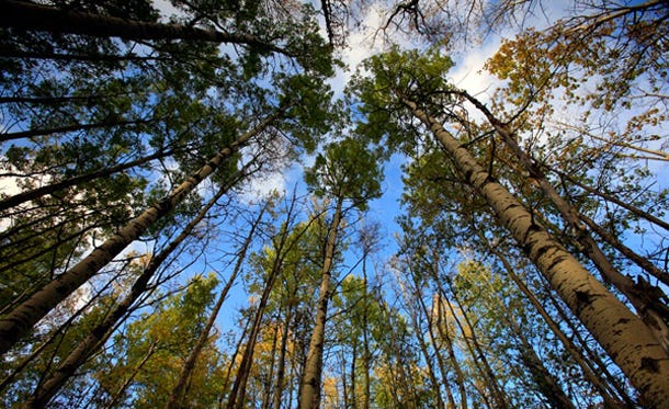 Image result for boreal forest trees