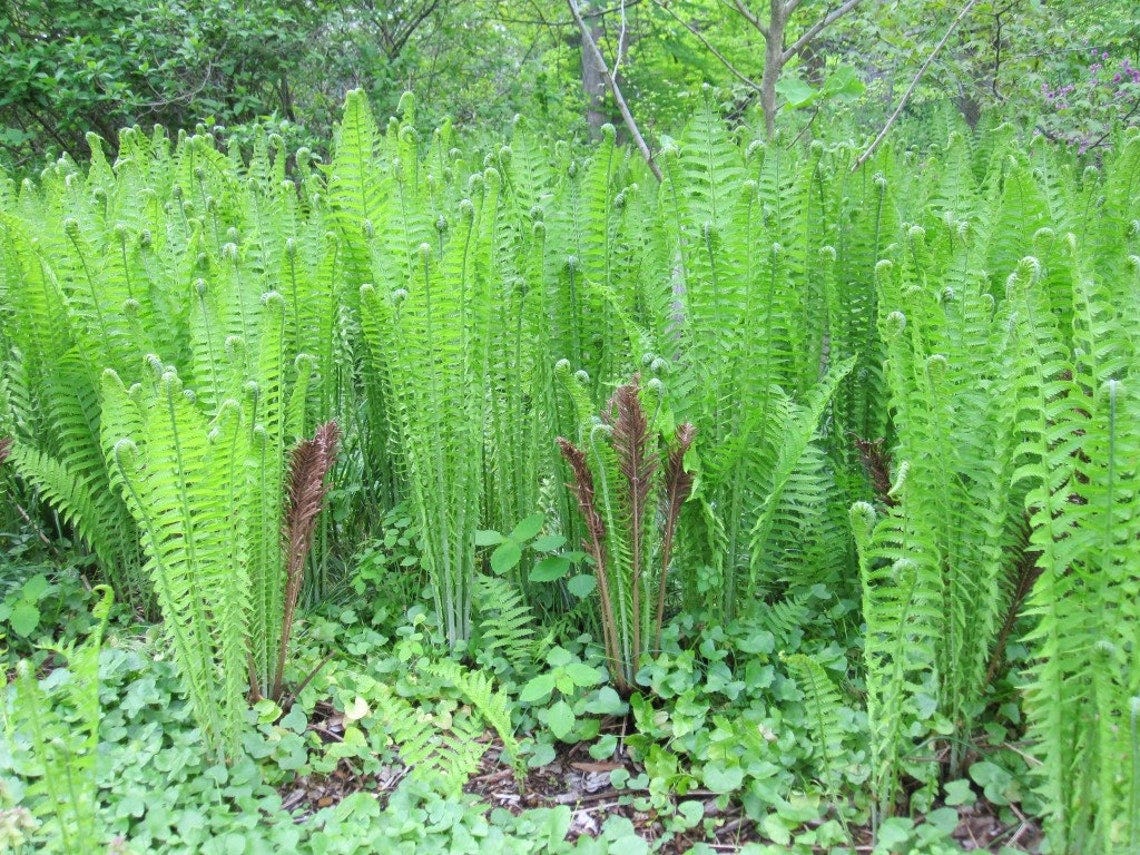 3 Ostrich Fern ~Wild Native~WOODLAND GARDEN ~Dormant Bare Root Crowns image 1 3 Ostrich Fern ~Wild Native~WOODLAND GARDEN ~Dormant Bare Root Crowns image 1