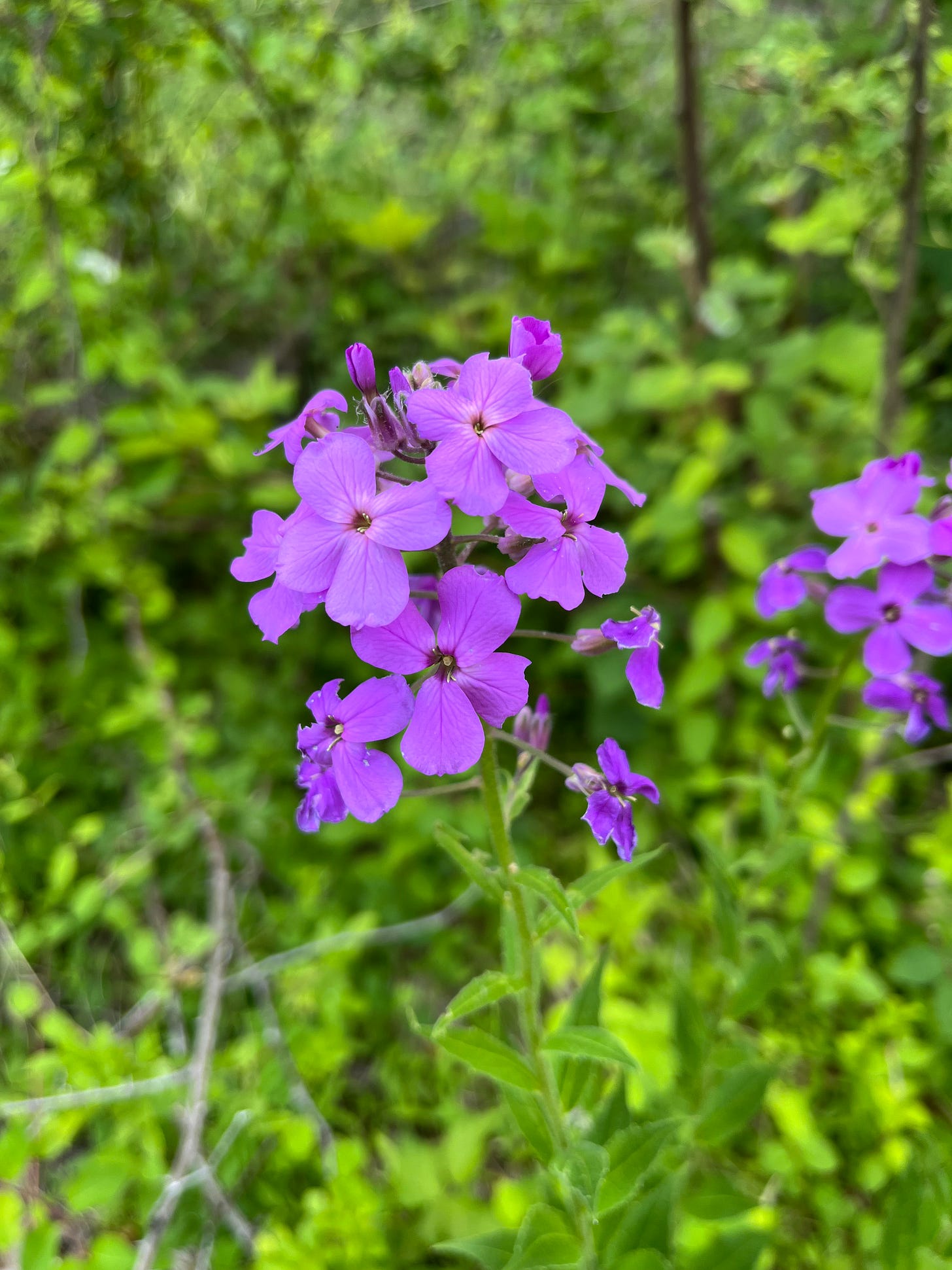 Photo of some purple wildflowers.
