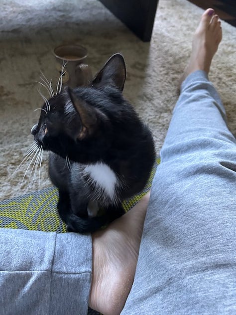 Black and white kitten and black kitten asleep, sitting on yoga mat, and poised to pounce outdoors.