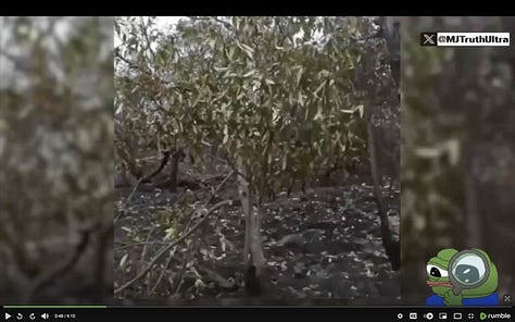 Green Bay Leaves are highly combustible/flammable and are not catching fire and burning up. Different Physics.