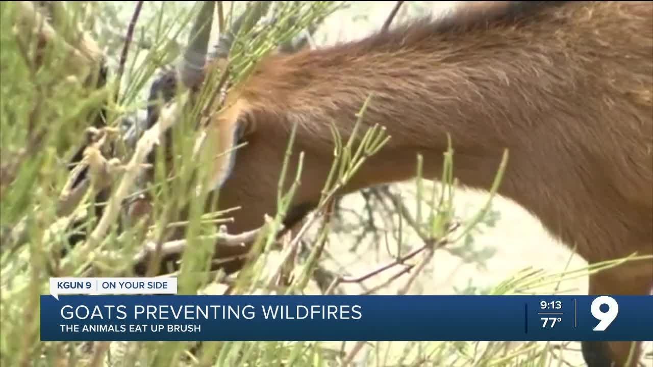 GOATS - One News Page VIDEO