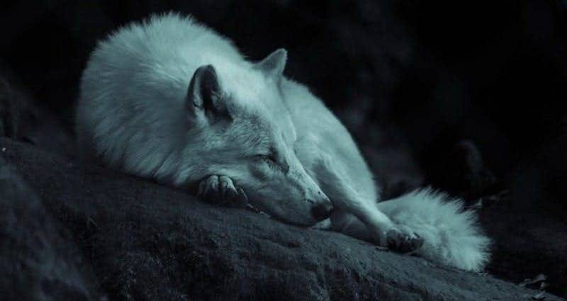 Sad wolf curled up Sad wolf curled up