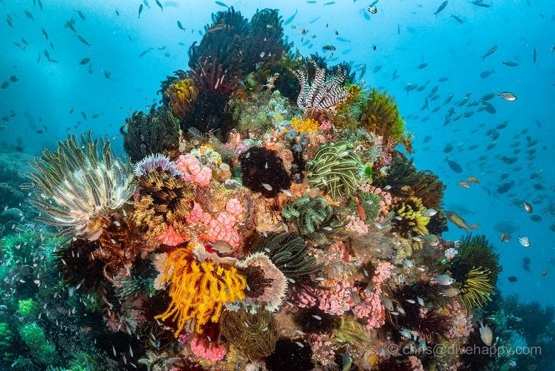 Bright yellow soft corals covering the underwater wall at Yellow Wall dive site in Komodo National Park, Indonesia. Bright yellow soft corals covering the underwater wall at Yellow Wall dive site in Komodo National Park, Indonesia.