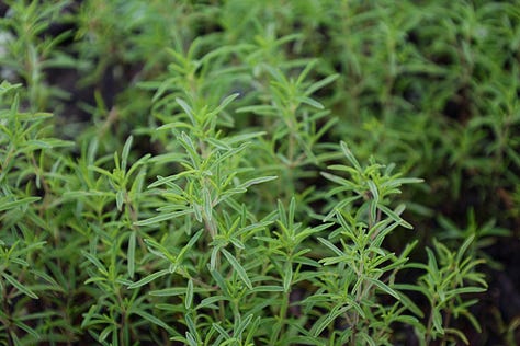 various herb plants in an herb garden