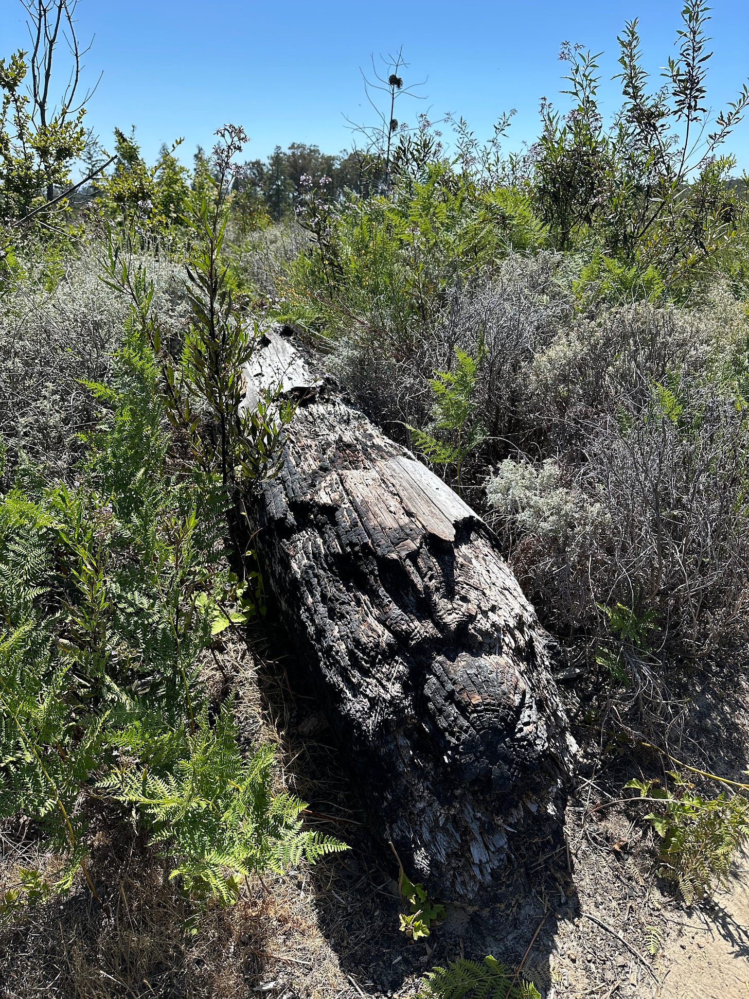 new growth after the fire, Bonny Doon, photo by Laura Davis