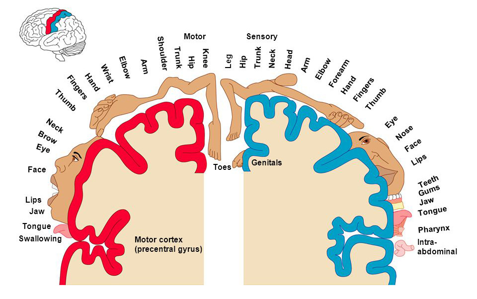 How your Brain sees your Body - Learn Somatics