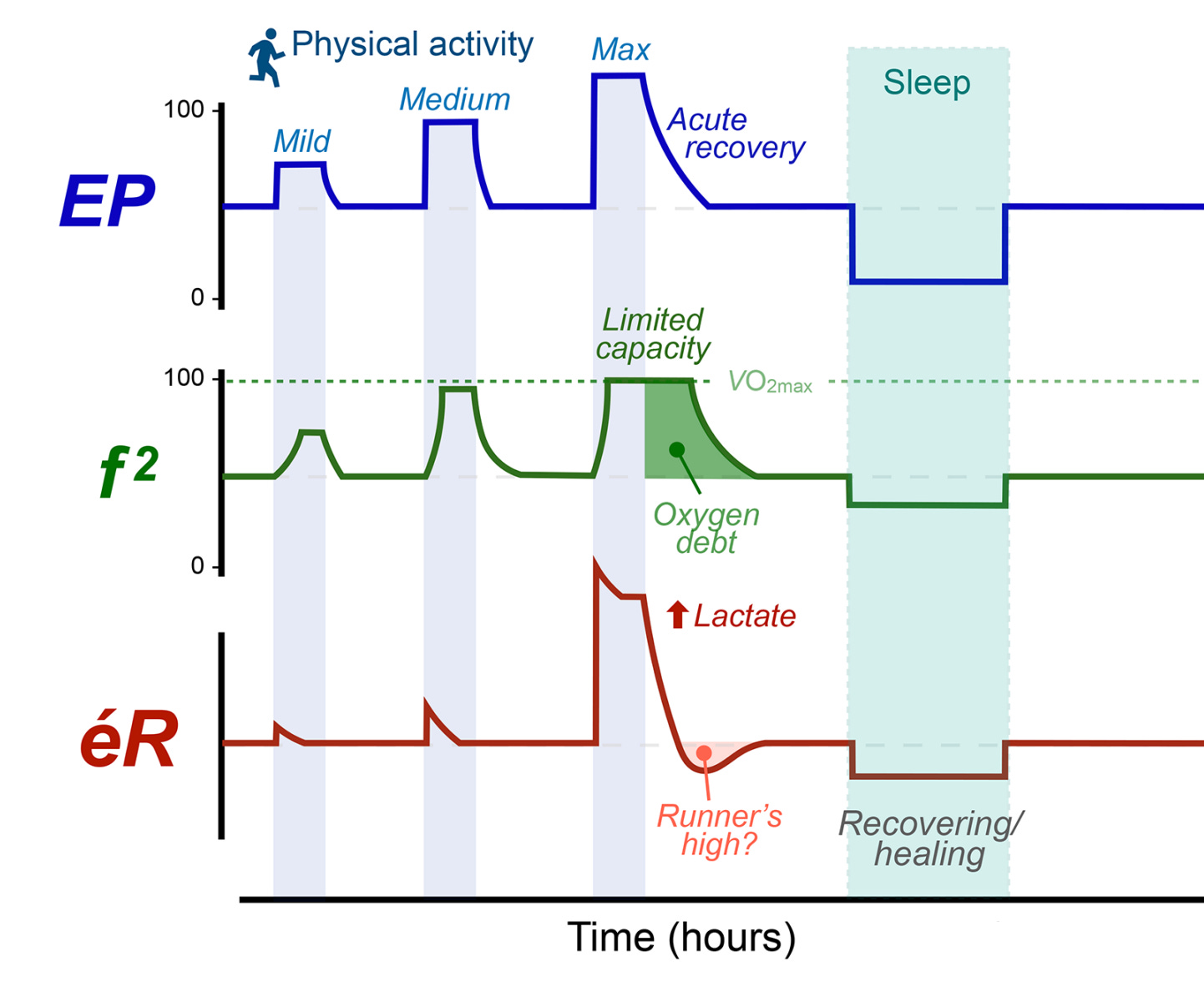 Figure showing how the components of the ERP equation change with exercise over time. 