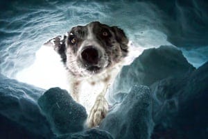 Portrait and landscape, first place Dalia Fichmann, The avalanche rescue dog. Fichmann accompanied an avalanche rescue team in Melchsee-Frutt, Switzerland.