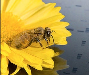 Image of honey bee in yellow flower. Image of honey bee in yellow flower.