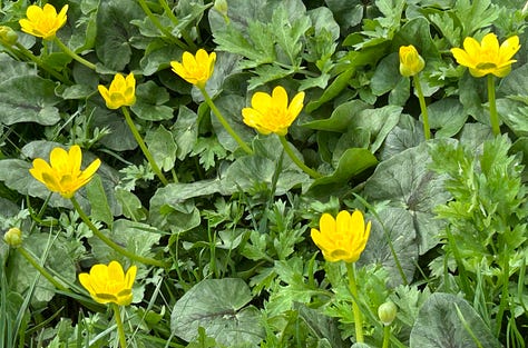 A close-up of three bright yellow flowers with layered petals and clustered centers, surrounded by broad, textured green leaves. One flower bud is visible in the upper left corner, hinting at new growth amid the lush foliage.A close-up view of small, delicate blue flowers with white centers and faint purple stripes, scattered among bright green leaves and blades of grass. The scene is fresh and vibrant, capturing the texture and color of spring ground cover.A cluster of small, bright yellow wildflowers with rounded petals rising on slender green stems, surrounded by dense green foliage and broad, veined leaves. The flowers are scattered across the frame, creating a cheerful, natural carpet of spring growth.