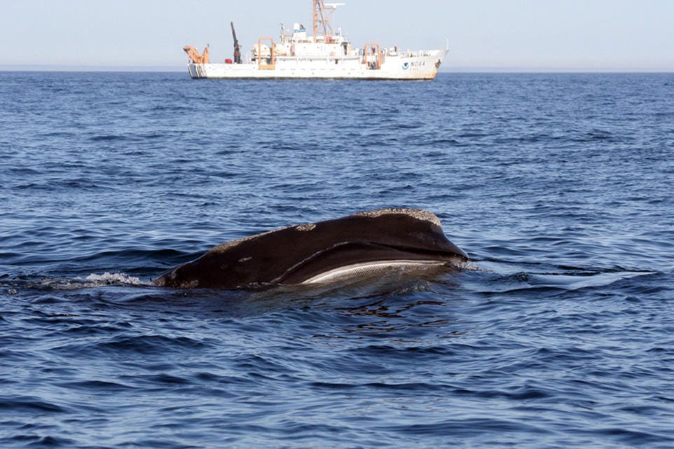 File photo of a North Atlantic right whale along the U.S. East Coast, with a research vessel in the background.