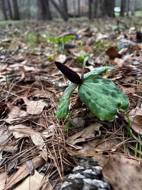 lesser celandine, trillium, violets, virginia spring beauty