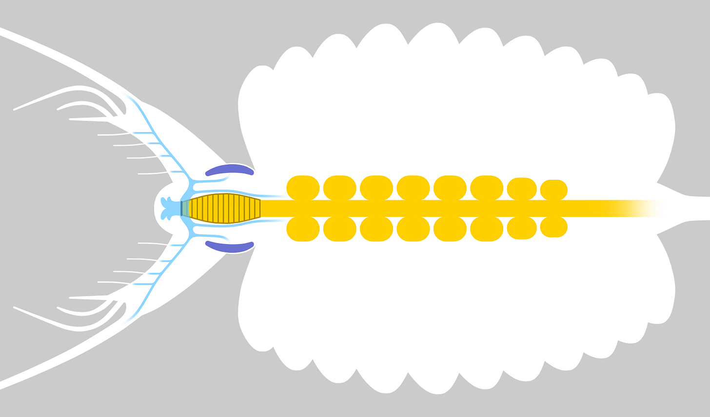 Scientific diagram of the Cambrian stem-arthropod Kerygmachela showing its eyes, brain, digestive system, and the arrangement of cerebral neurons.
