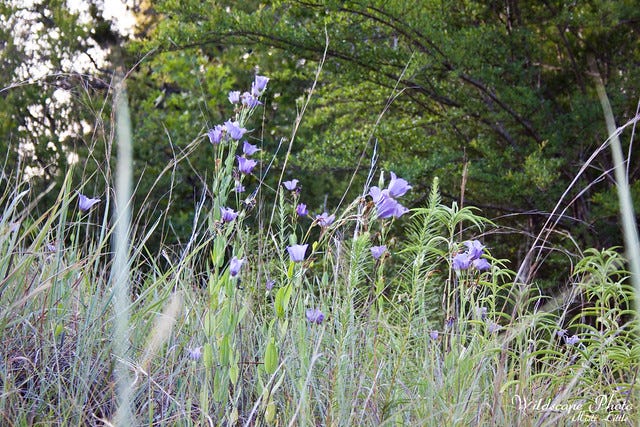 bluebell