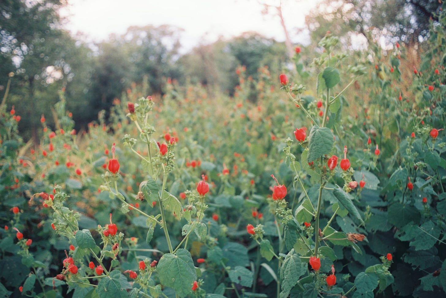 Turk's cap in bloom