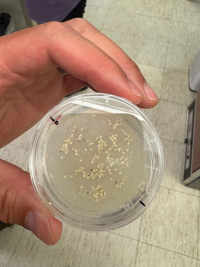 Mn Arb Lab Orchid Babies - Photo: Diana Pierce