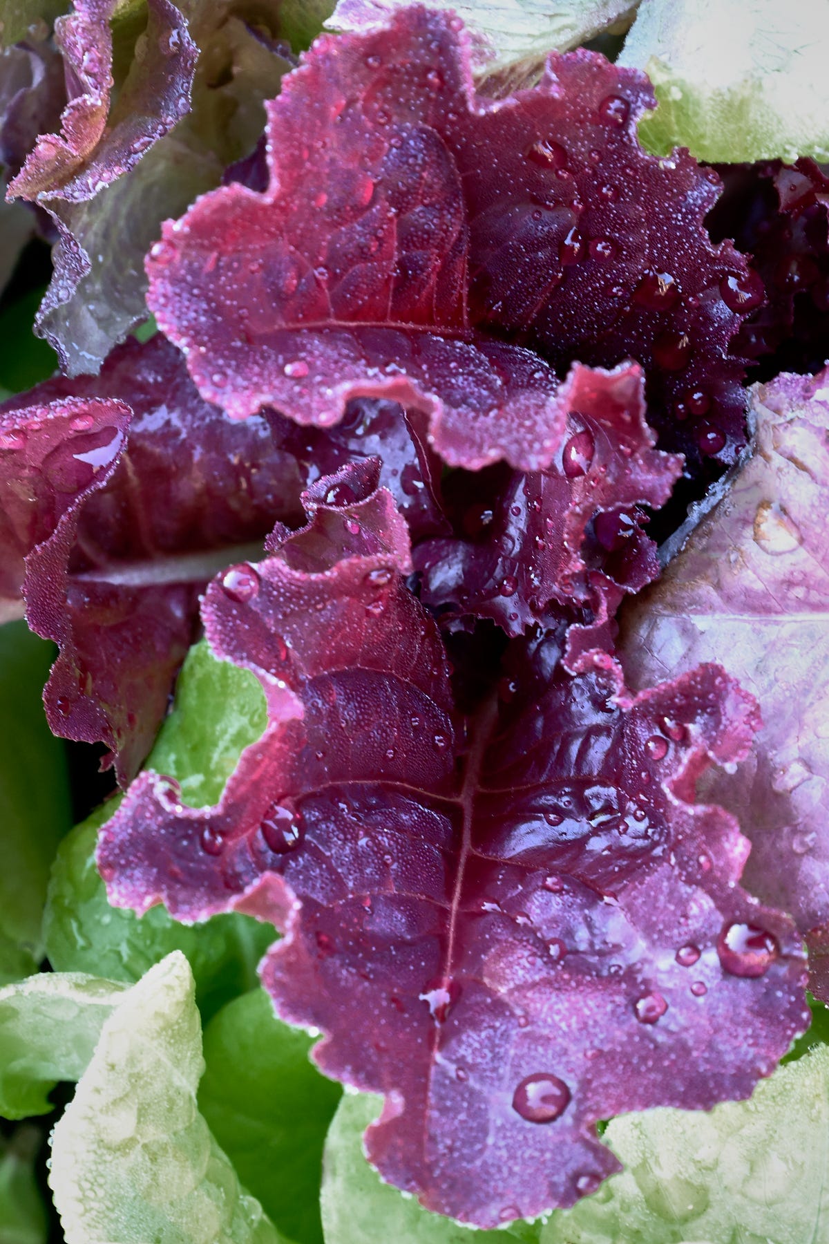 lettuce seedlings