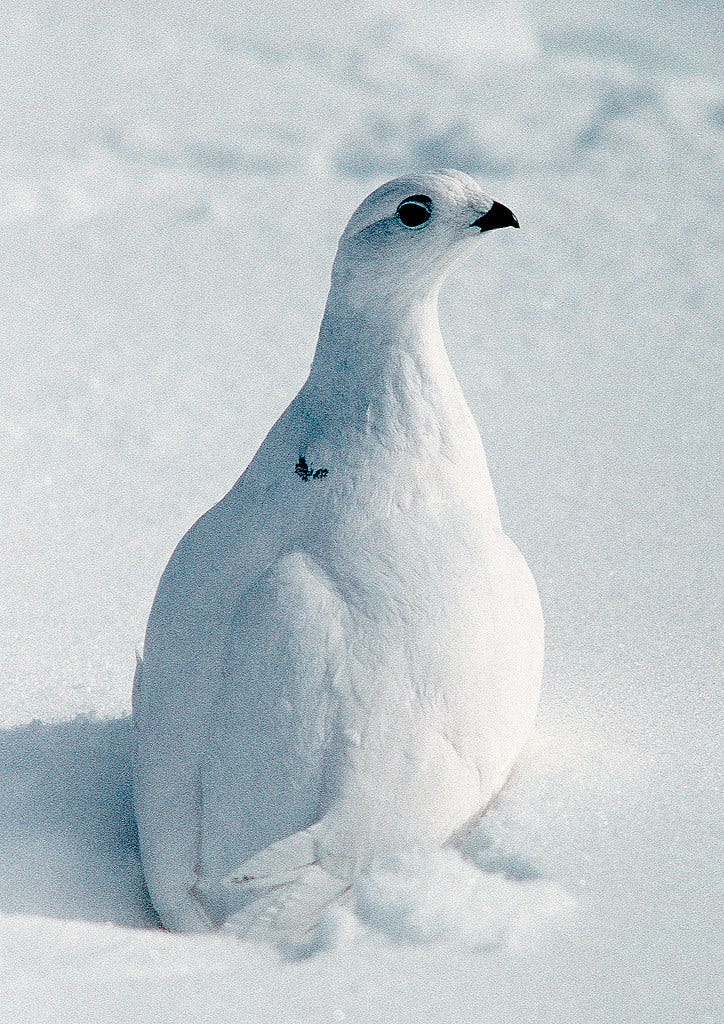 white-tailed ptarmigan | Photo © James R. Larison..A white-t… | Flickr white-tailed ptarmigan | Photo © James R. Larison..A white-t… | Flickr