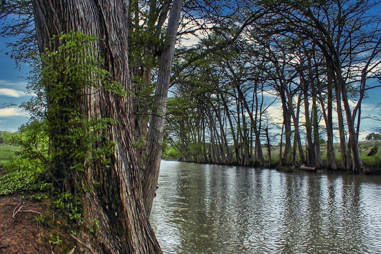 A large cypress tree on the left frames the narrow river with blue skies and white clouds reflected in the water.