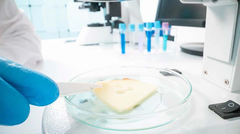 gmo cheese