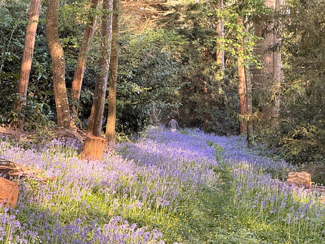 Three photographs side by side: a calm river running under leafy trees, a forest floor carpeted in blue bluebells with a distant figure walking a path through it, and a small stone chapel with an arched wooden door tucked among the trees.