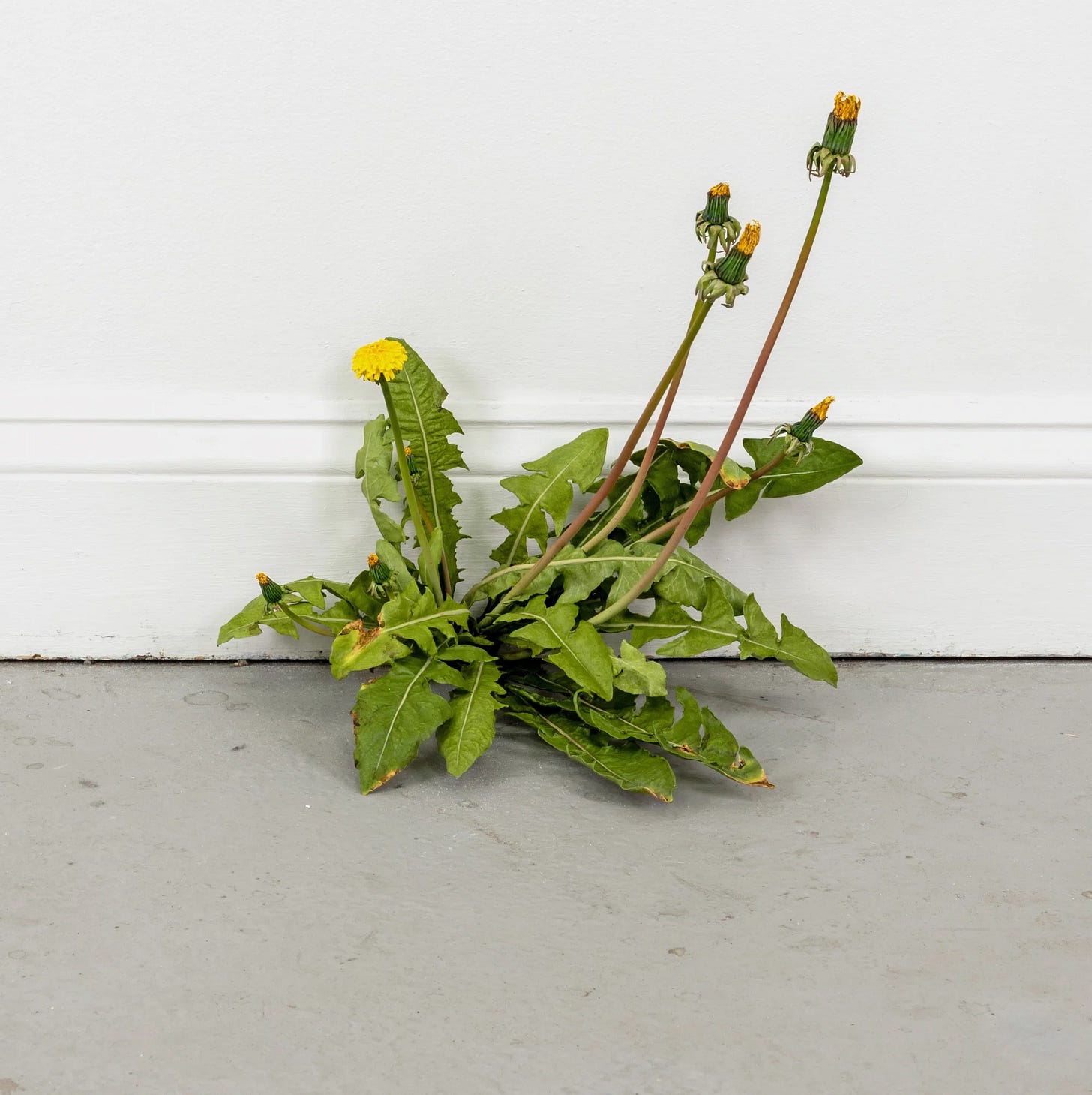 Weed (771) by Tony Matelli