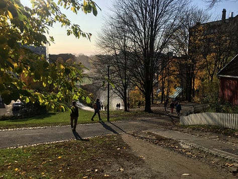 Images of vibrantly-colored autumn leaves in Oslo.