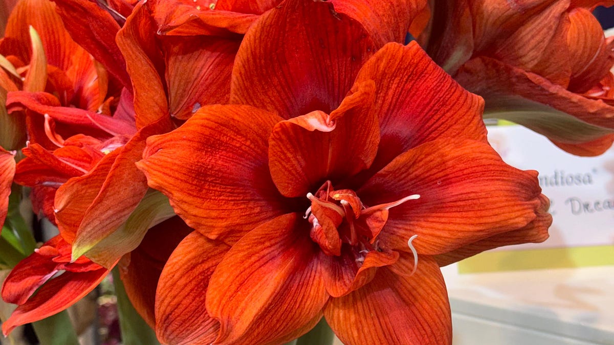 7 Quirky Plants to Grow from IPM Essen