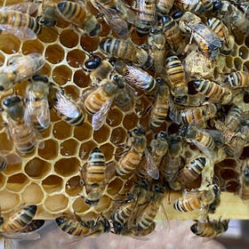A handful of topical honey uses