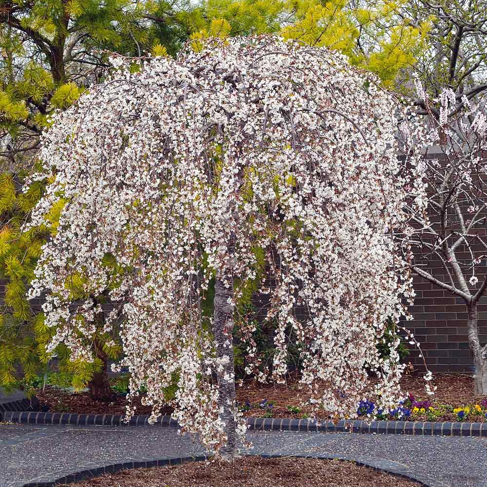 Snow Fountains® Weeping Cherry Trees for Sale | FastGrowingTrees.com
