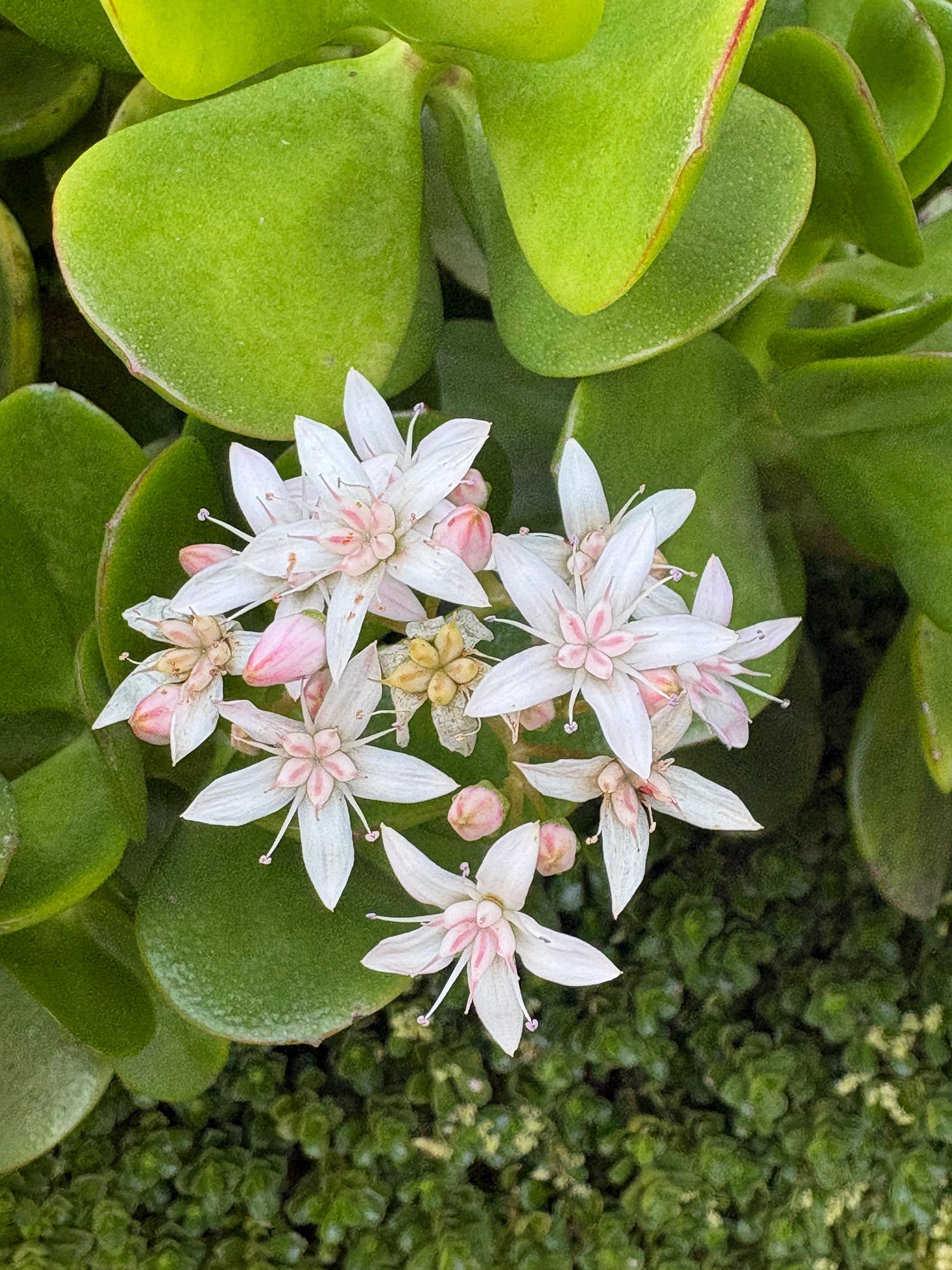 white flowers with a blush undertone against green succulent foliage