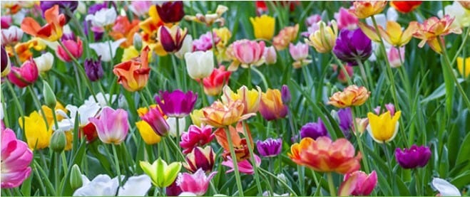 Multicolored tulips