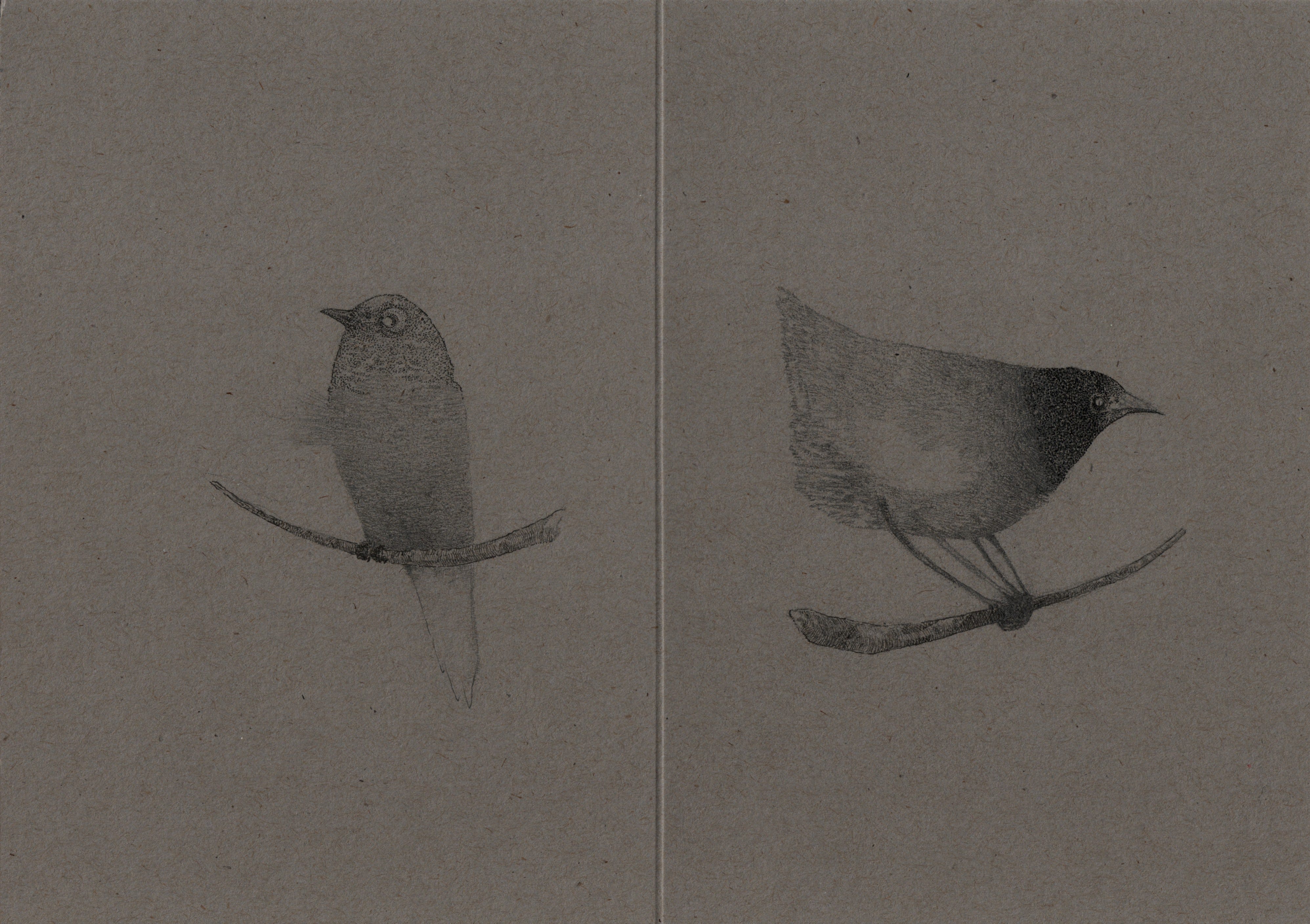 Birds and Letters | Substack
