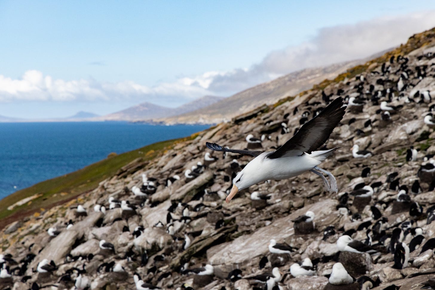 an albatross taking off from a rocky slope covered in white and black birds in front of a turqouise sea with mountains in the distance.
