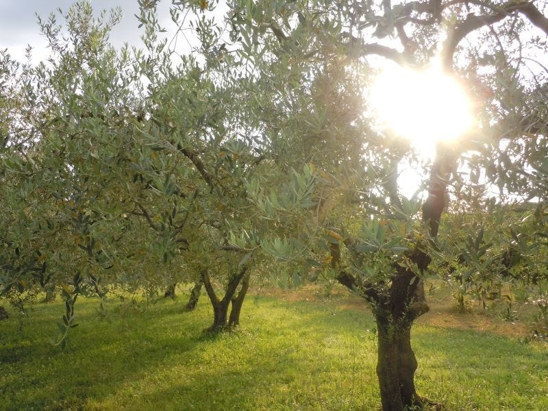 olive trees