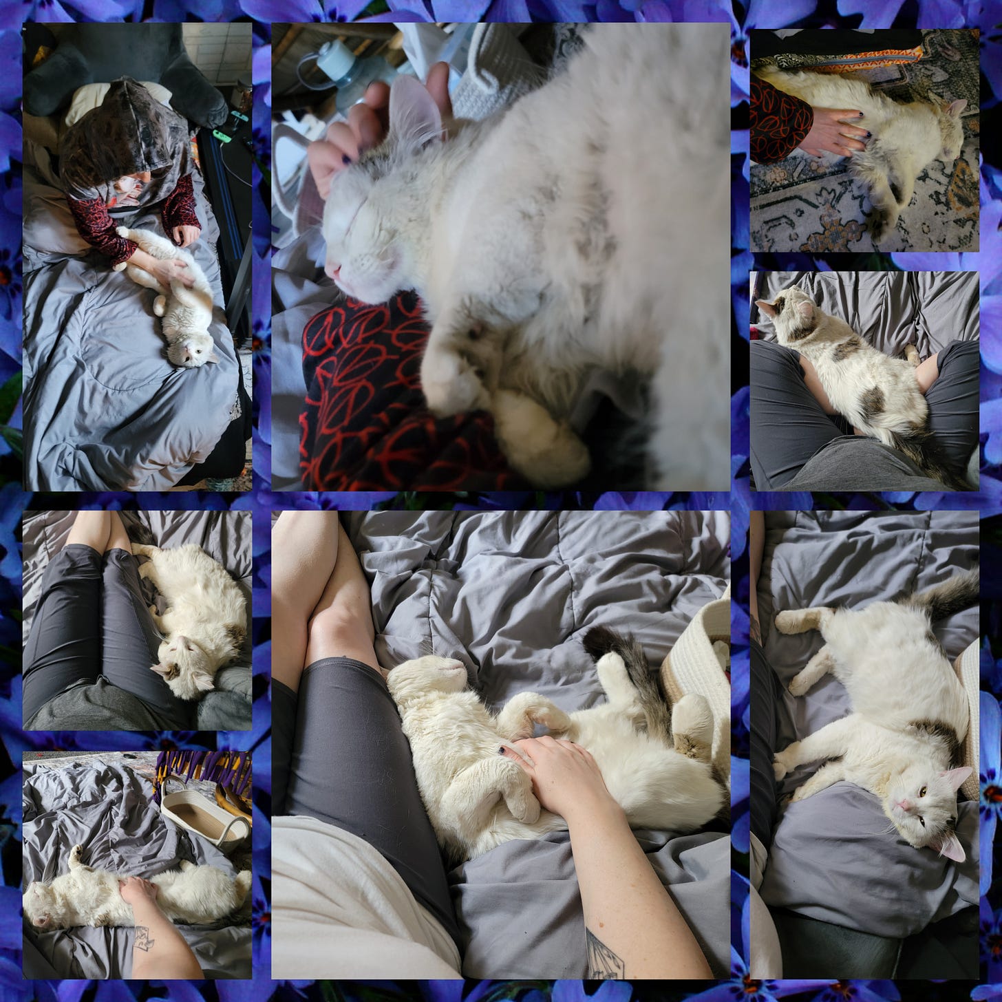 An eight image collage of a white cat with dark spots getting cuddles and belly rubs. They appear to be smiling in the closeup.