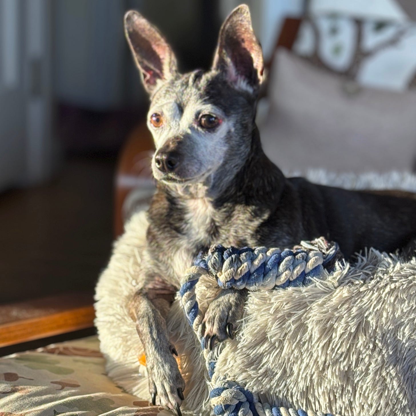 Small black and gray chihuahua sitting in a dog bed looking alert