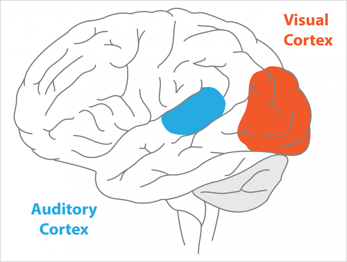 What's the Neuroscience Behind the Bouba/Kiki Effect? | NBB in Paris