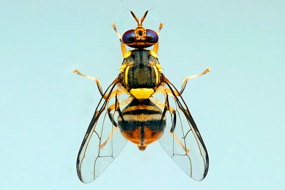 File:Bactrocera dorsalis (complex) (06410590) (6922916899).jpg