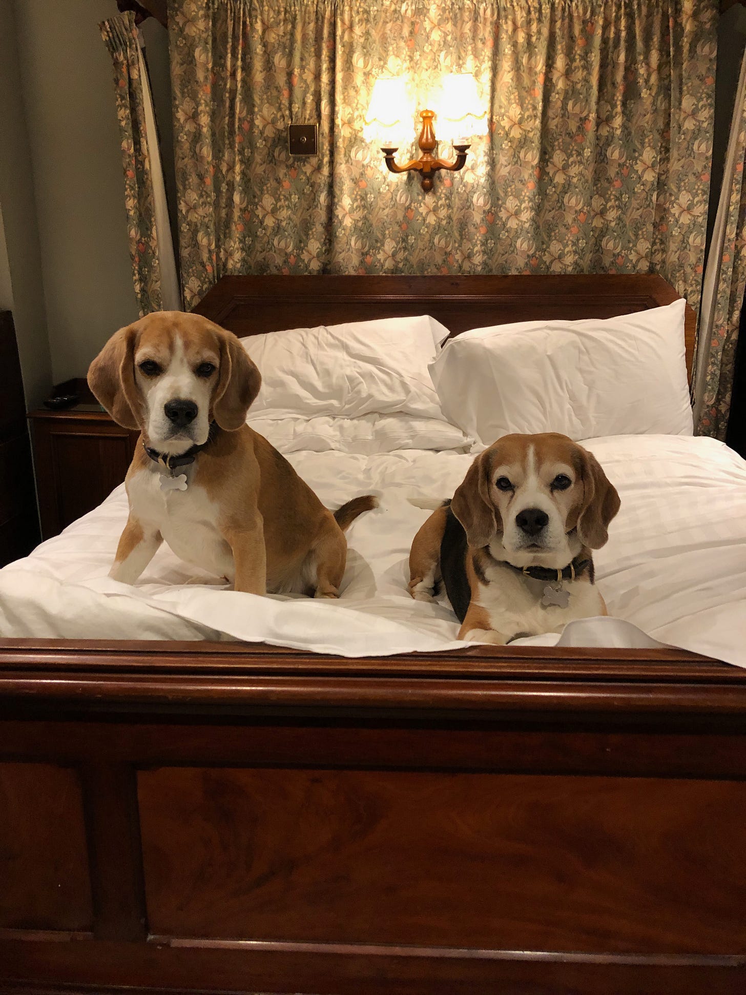 Dizzee and Rascal enjoying the four poster bed