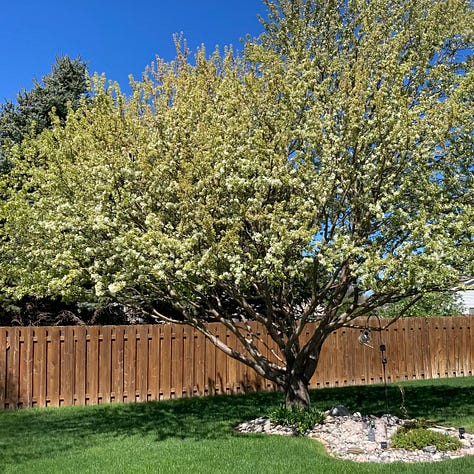 Images of buds on bushes and trees, flowering trees, a hammock and moss.