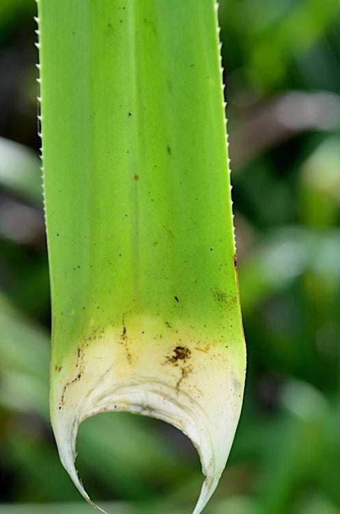 Pandanus christmatensis [Leaf base - ATLAS - M. Fagg 2012].jpeg