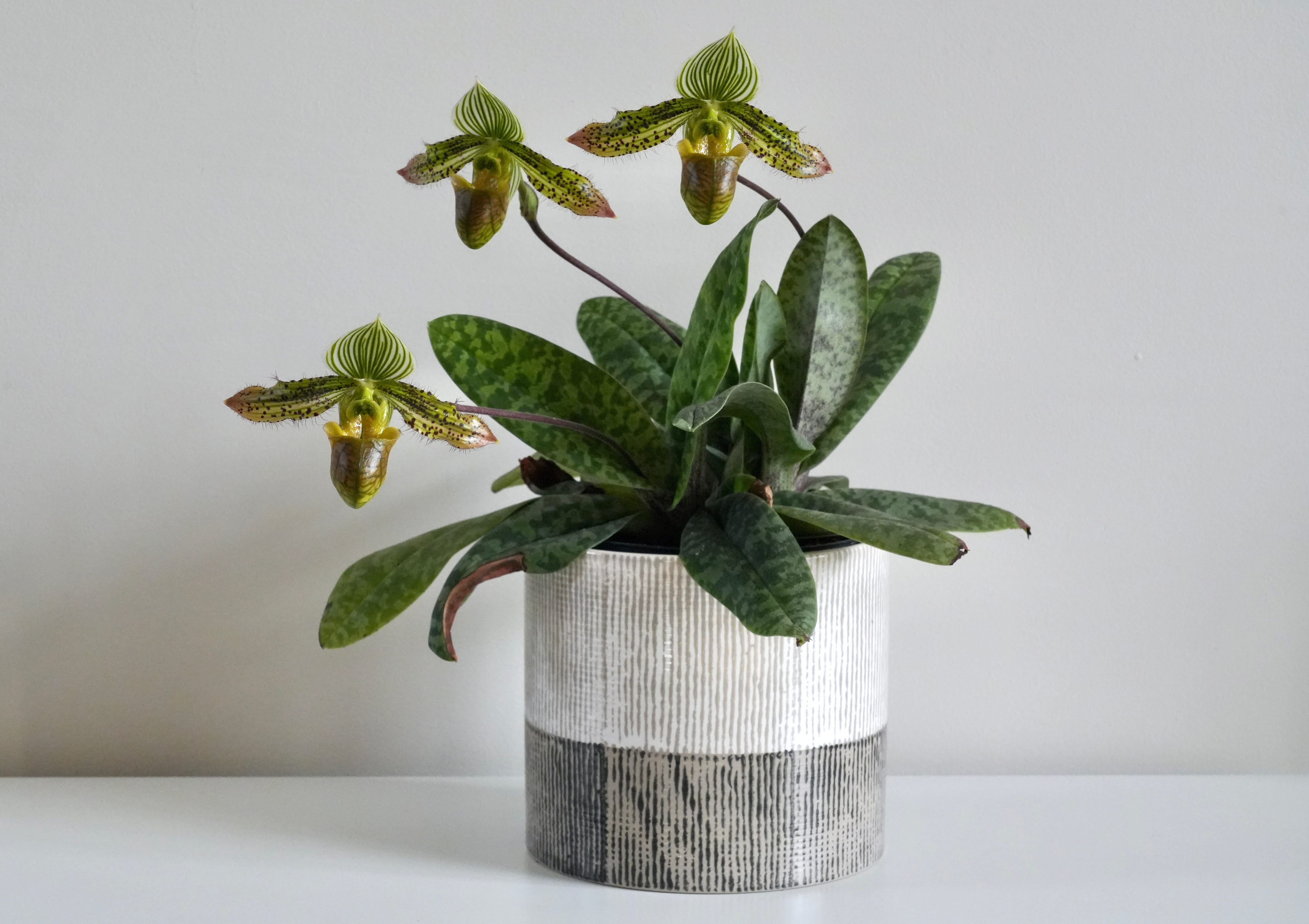 Wild Way: advanced gardening for nature by Jack Wallington | Substack