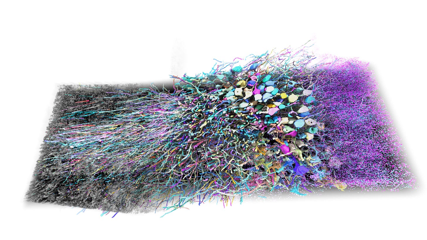 A snapshot from a PRISM segmentation of the hippocampus, which uses DNA barcodes and expansion microscopy to help densely trace neurons. A snapshot from a PRISM segmentation of the hippocampus, which uses DNA barcodes and expansion microscopy to help densely trace neurons.