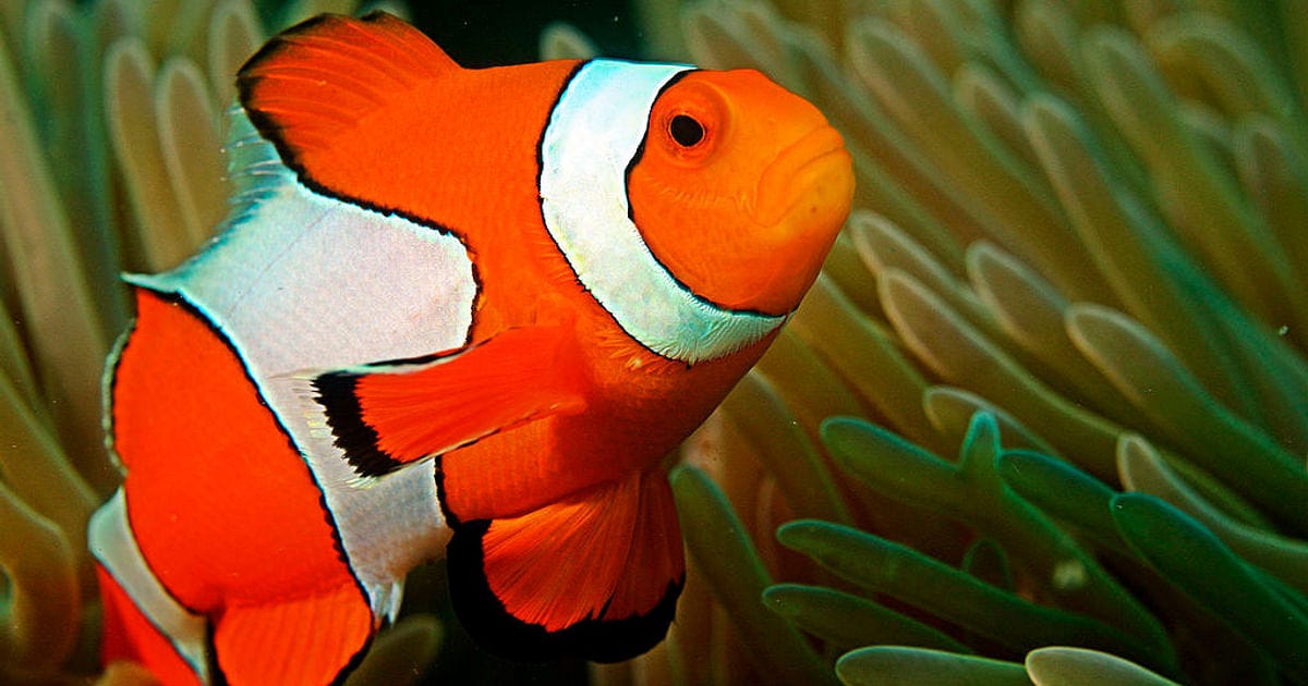 Male clownfish change sex if their 'wife' dies: study