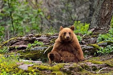 Image result for the bear
