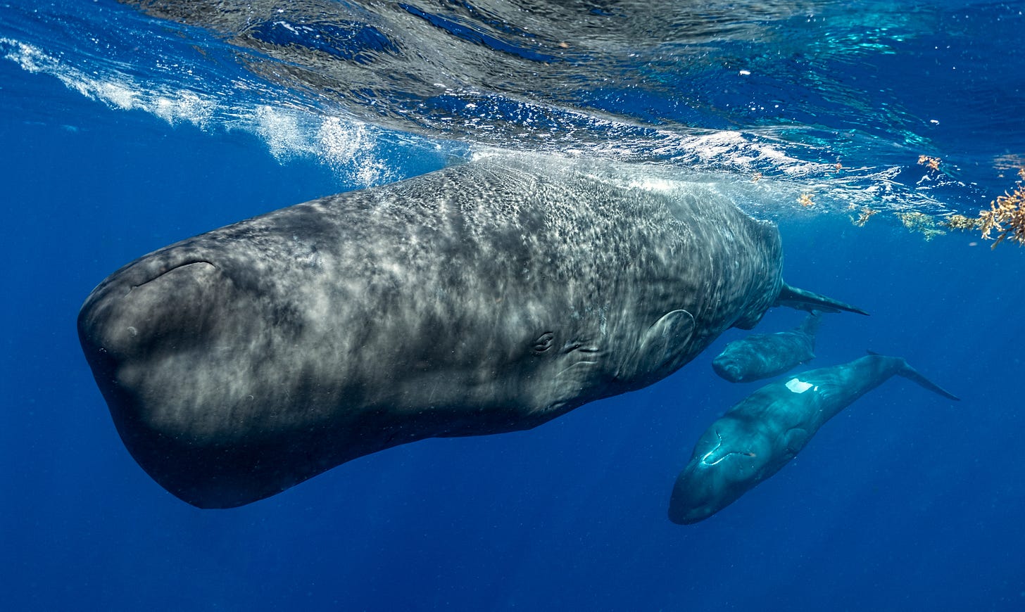 A sperm whale and two juveniles swim near the Eastern Caribbean island of Dominica. Credit: Amanda Cotton/CETI
