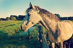 The Importance Of Selenium As A Supplement For Horses