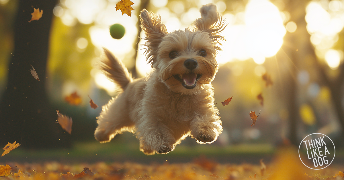 Joyful small dog leaping through autumn leaves, chasing a tennis ball with pure excitement. A THiNK LiKE A DOG reminder to embrace playfulness, energy, and everyday happiness.